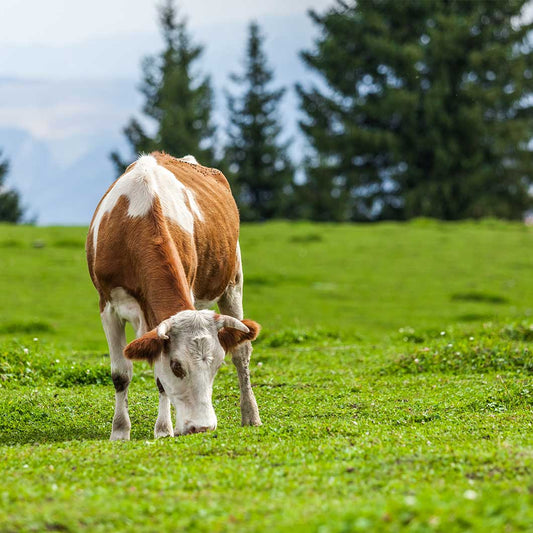 Hydrolyzed Collagen Peptides: Why “Grass-Fed, Pasture-Raised”?