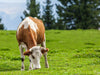 Hydrolyzed Collagen Peptides: Why “Grass-Fed, Pasture-Raised”?