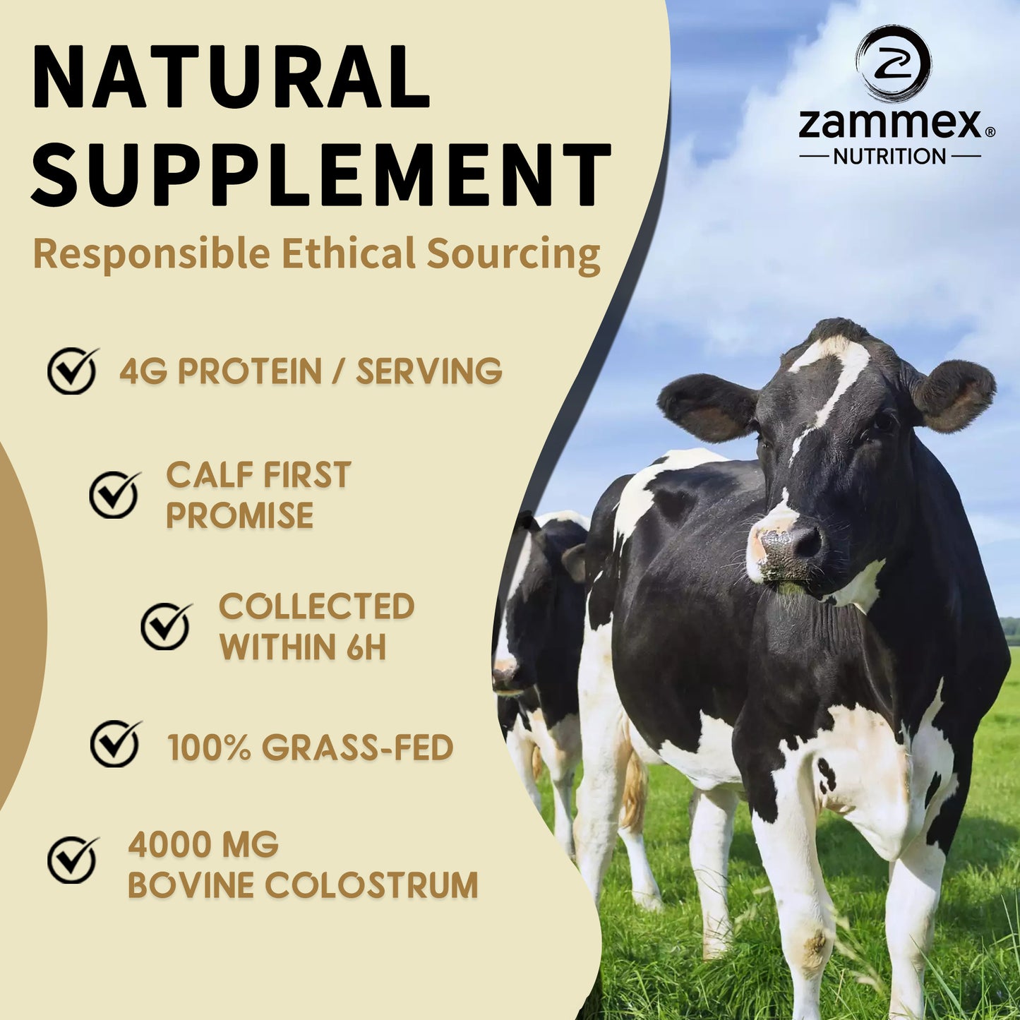 Sustainable and ethical sourcing of Zammex Grass-Fed Bovine Colostrum Powder from pasture-raised cows.