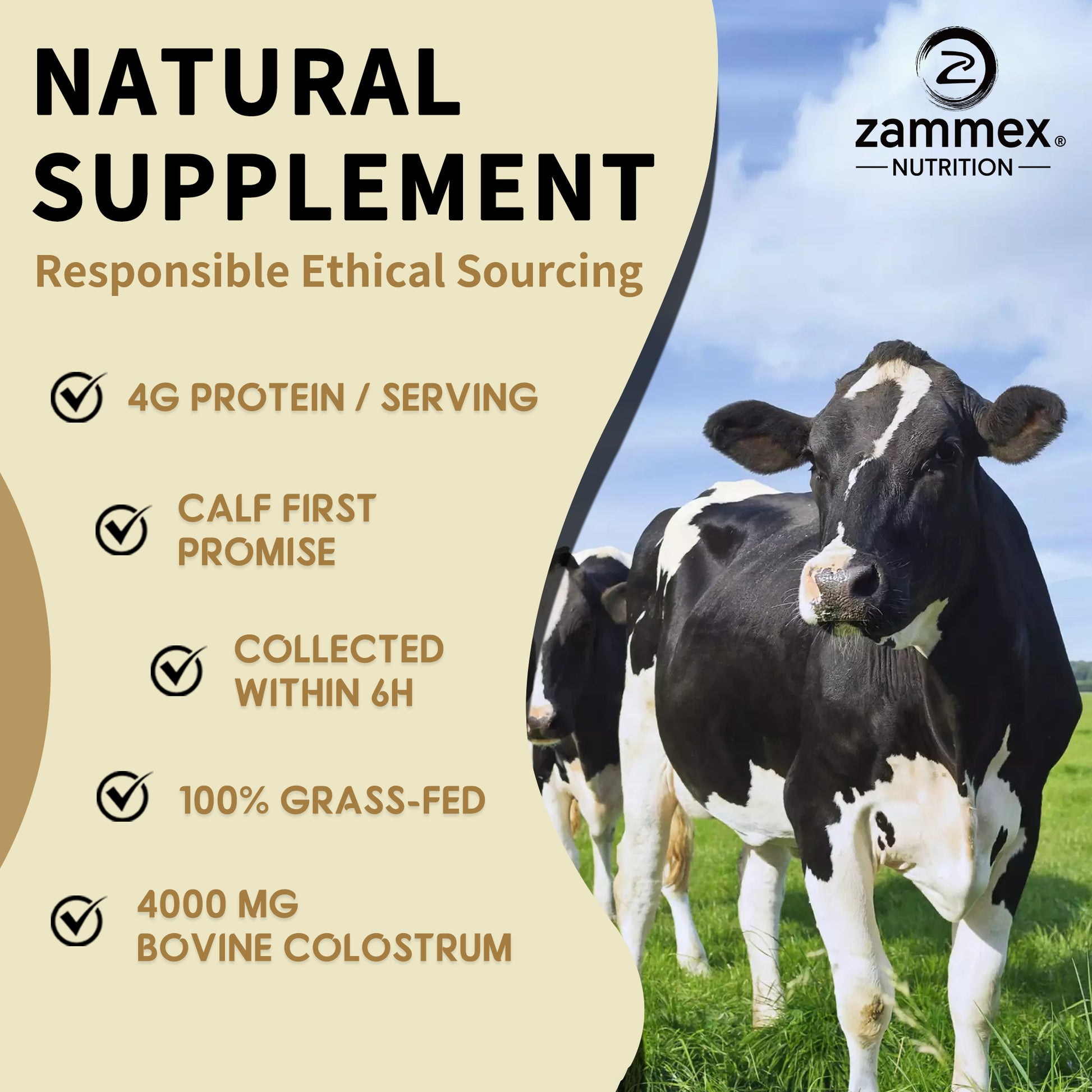 Sustainable and ethical sourcing of Zammex Grass-Fed Bovine Colostrum Powder from pasture-raised cows.